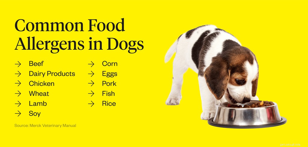 Why Is My Dog Sneezing Continuously? Common Causes & How to Find Relief