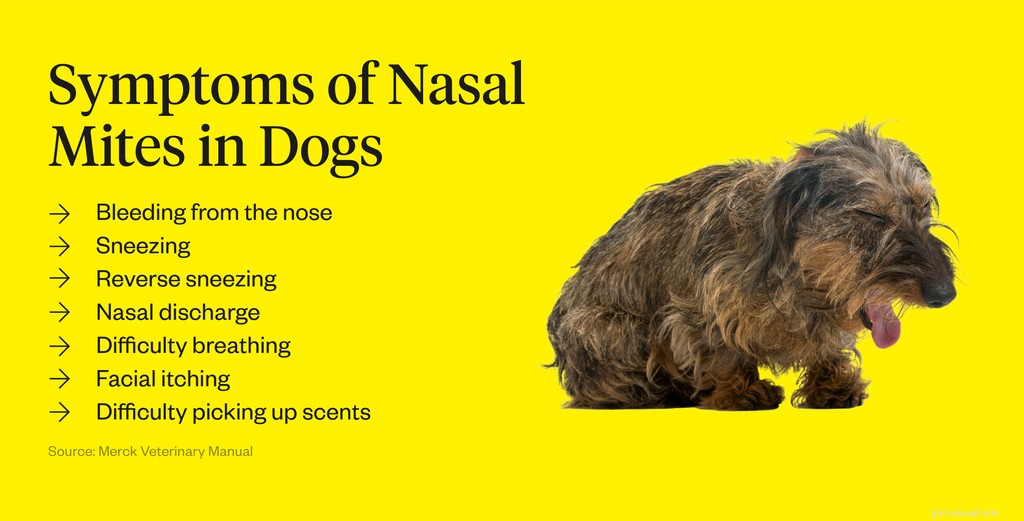 Why Is My Dog Sneezing Continuously? Common Causes & How to Find Relief