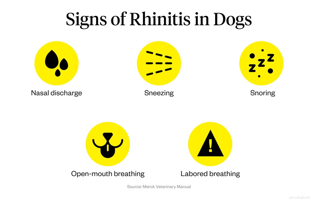 Why Is My Dog Sneezing Continuously? Common Causes & How to Find Relief