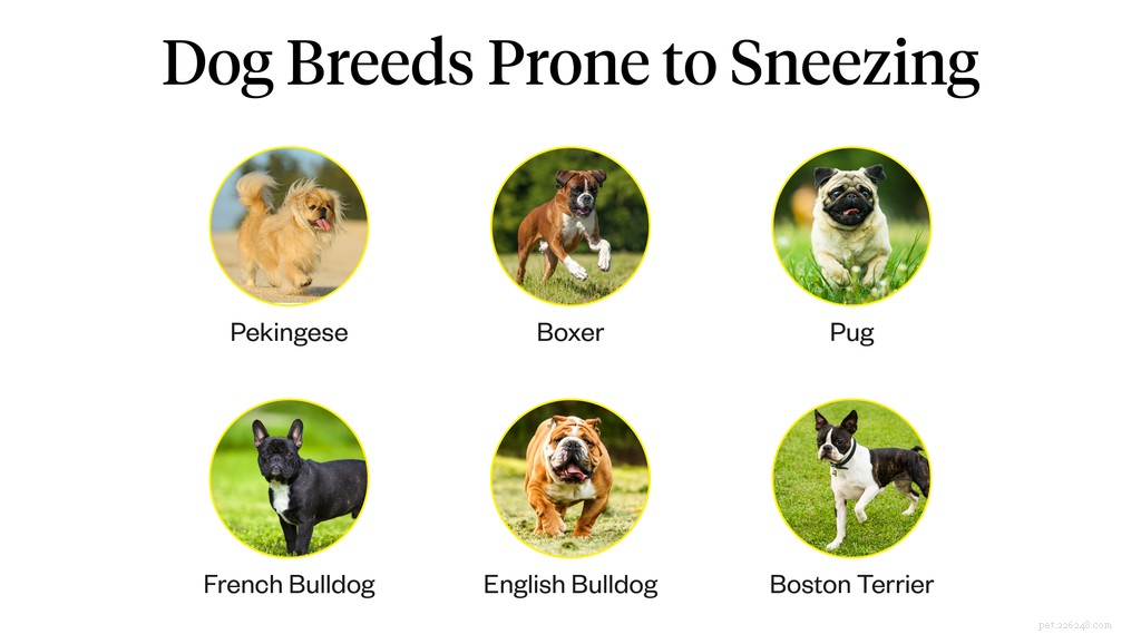 Why Is My Dog Sneezing Continuously? Common Causes & How to Find Relief