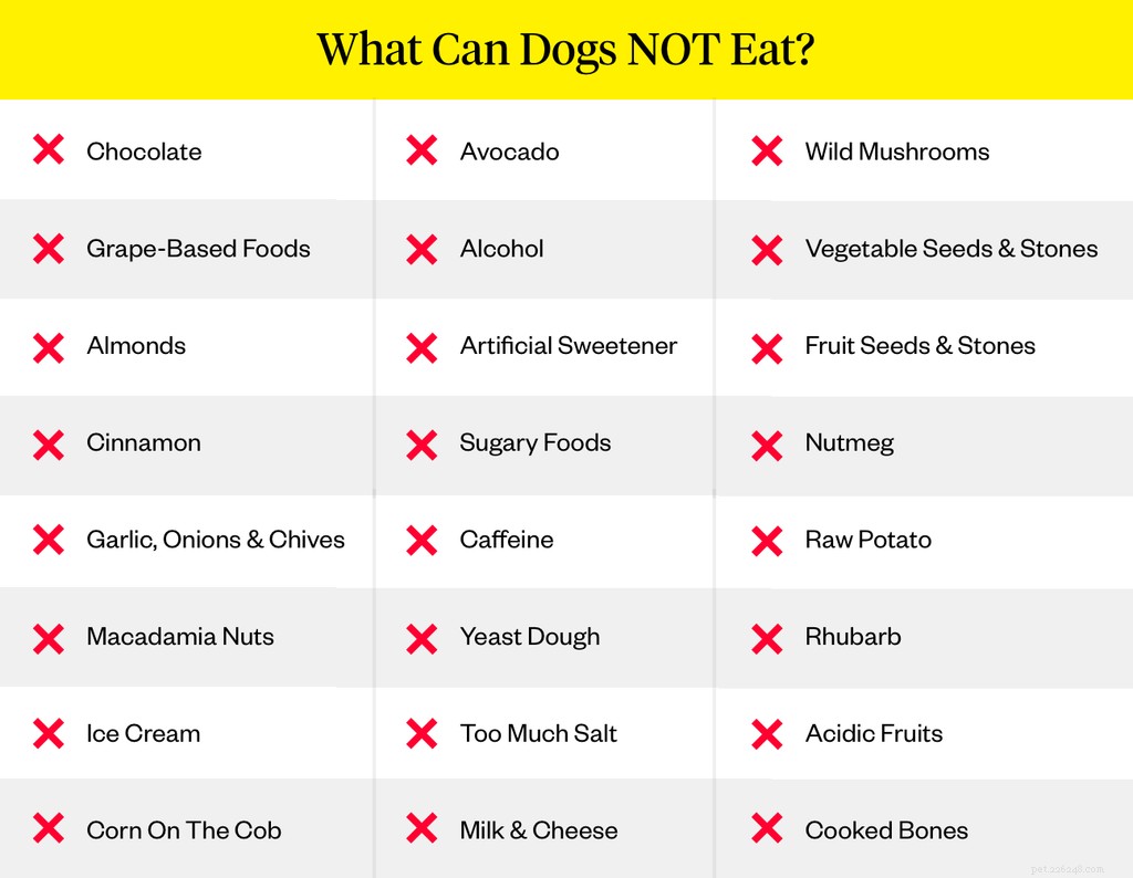 23 Dangerous Foods Dogs Should Never Consume – Protect Your Pet