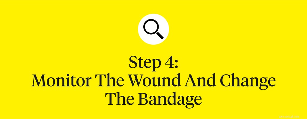 How to Treat Bleeding Dog Paws: Quick Steps for Care & Prevention