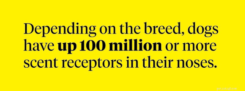 Why Do Dogs Sniff Crotches? Exploring the Biological Reasons Behind Their Behavior