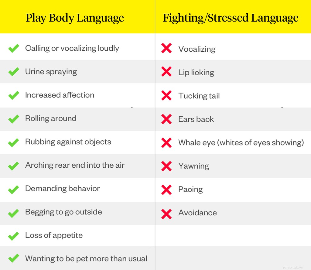 Stop Dog Bouts: Quick & Safe Ways to End and Prevent Dog Fights