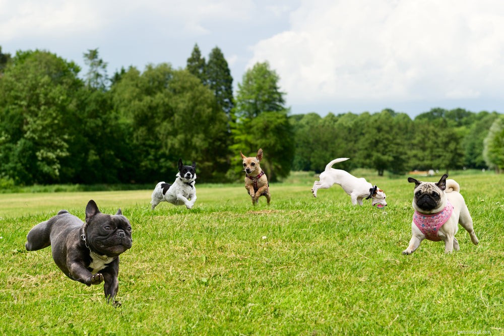 Stop Dog Bouts: Quick & Safe Ways to End and Prevent Dog Fights