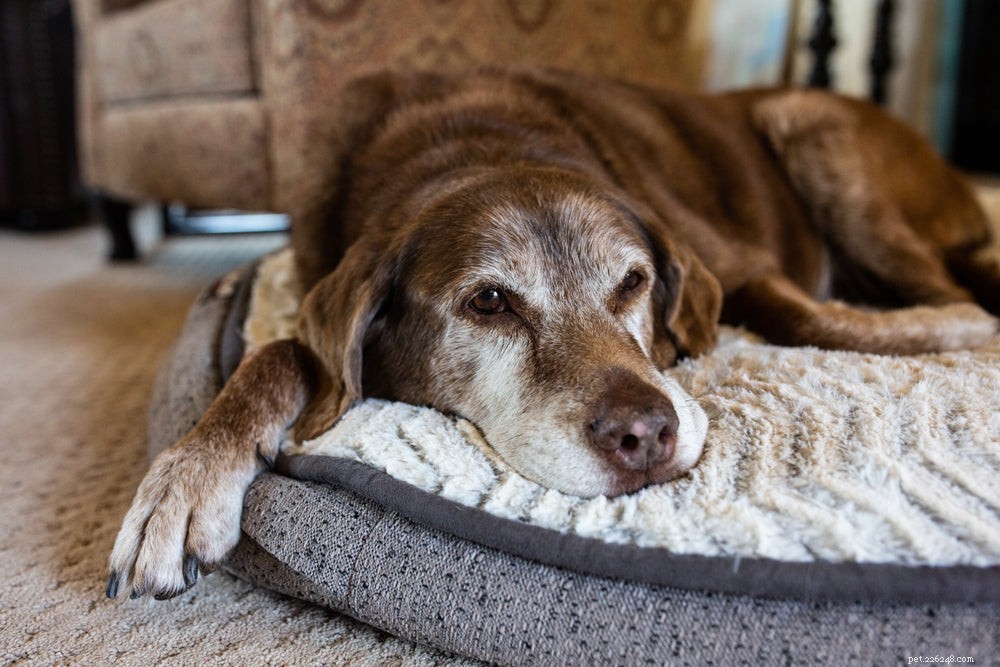 Recognizing the Signs a Dog Is Nearing the End of Life