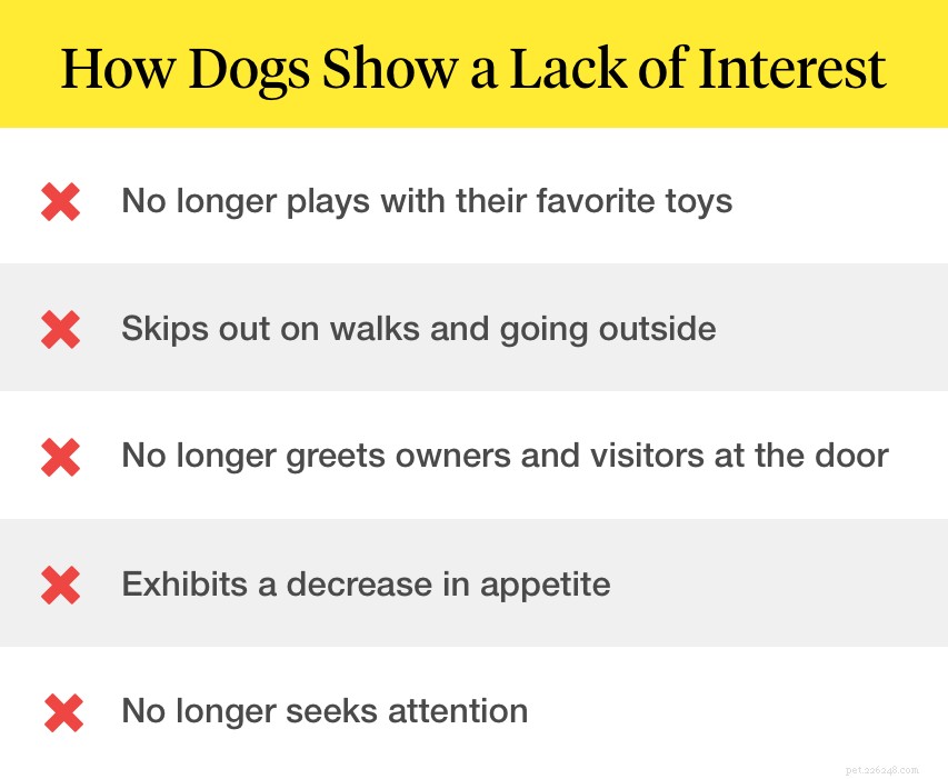 Recognizing the Signs a Dog Is Nearing the End of Life