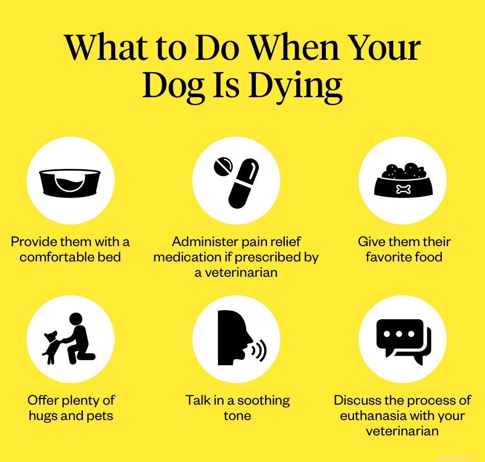 Recognizing the Signs a Dog Is Nearing the End of Life