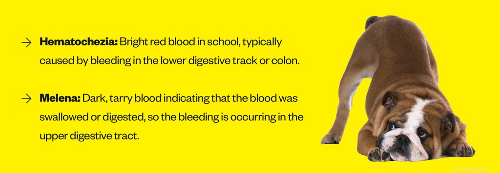 Understanding Blood in Your Dog’s Stool: Causes, Symptoms, and When to Seek Veterinary Care
