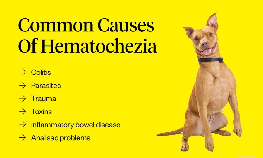 Understanding Blood in Your Dog’s Stool: Causes, Symptoms, and When to Seek Veterinary Care