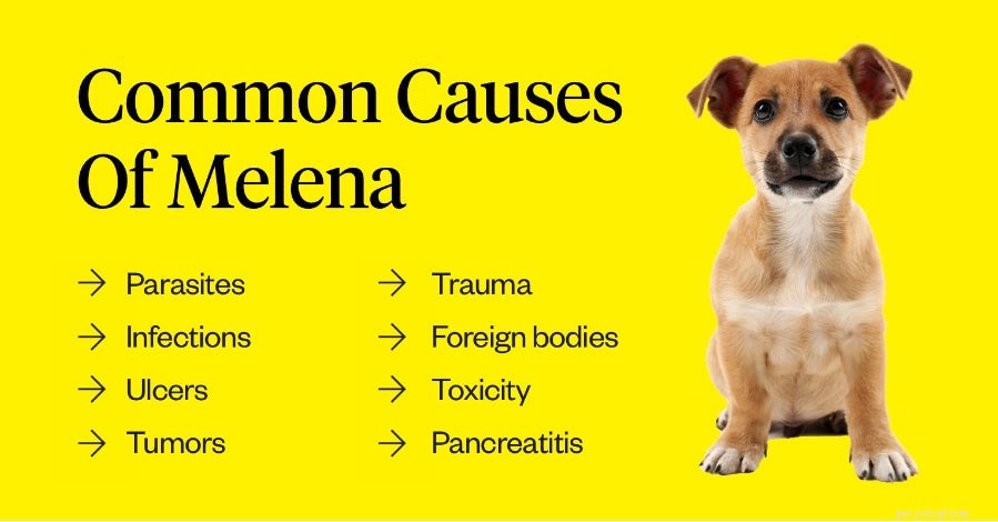 Understanding Blood in Your Dog’s Stool: Causes, Symptoms, and When to Seek Veterinary Care