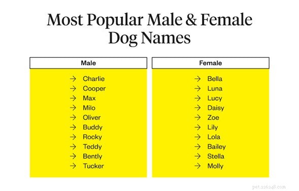 How to Pick the Ideal Dog Name: Tips for New Pet Parents
