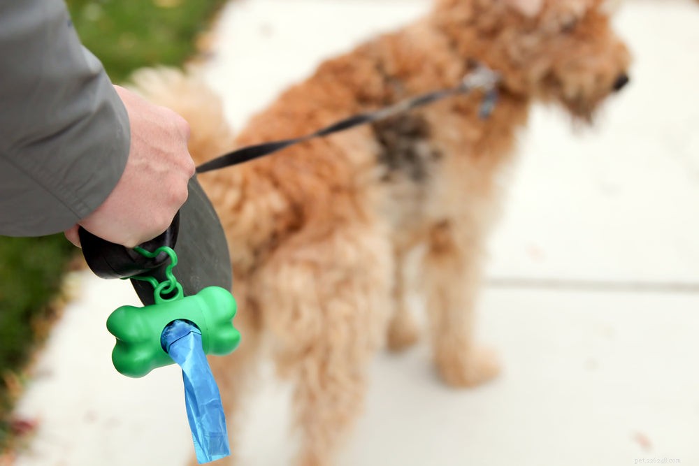 Understanding Blood in Your Dog’s Stool: Causes, Symptoms, and When to Seek Veterinary Care