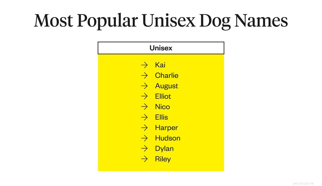 How to Pick the Ideal Dog Name: Tips for New Pet Parents