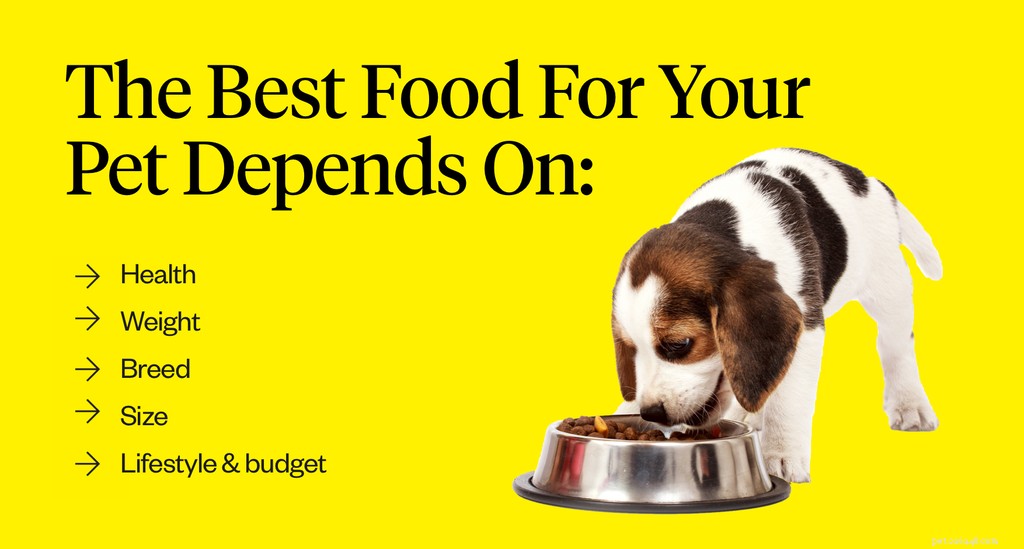 Grain-Free Dog Food: Is It Safe for Your Pet? A Vet s Guide