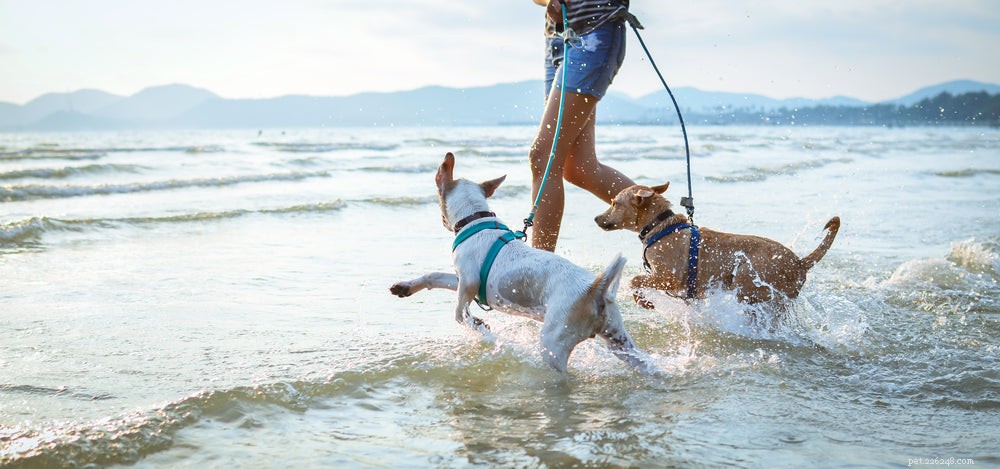Top Dog Breeds for First-Time Owners: Friendly, Easy to Train, and Low Maintenance