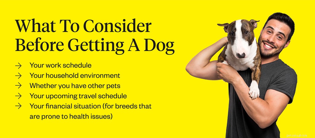 Top Dog Breeds for First-Time Owners: Friendly, Easy to Train, and Low Maintenance