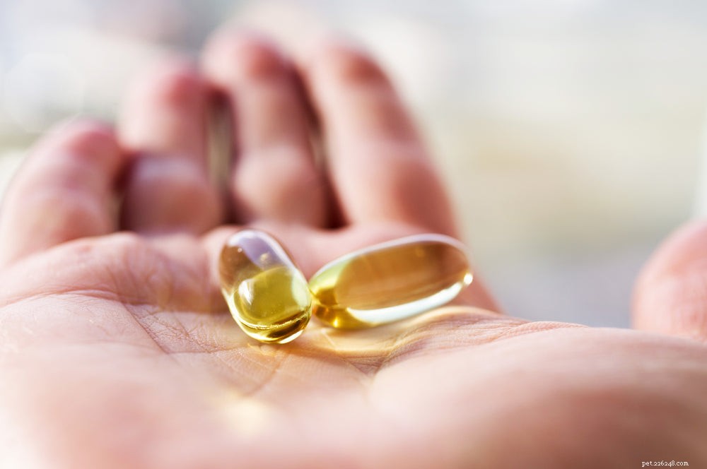Benefits of Fish Oil for Dogs: A Vet-Approved Guide
