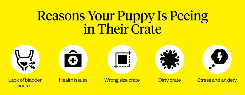 Prevent Crate Accidents: 7 Expert Tips to Keep Your Puppy Potty‑Proof