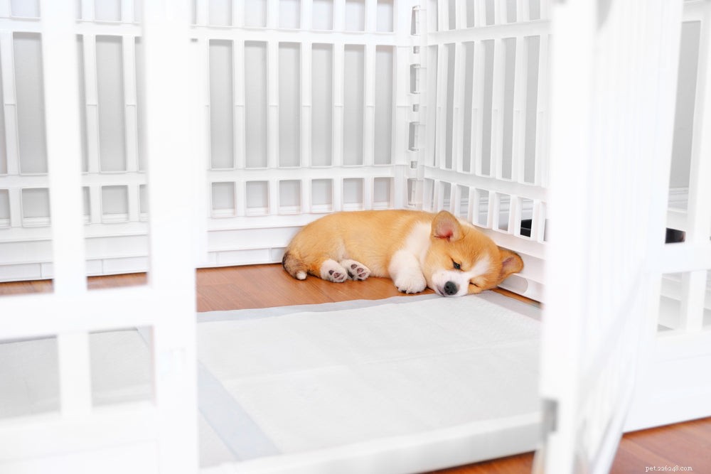 Prevent Crate Accidents: 7 Expert Tips to Keep Your Puppy Potty‑Proof
