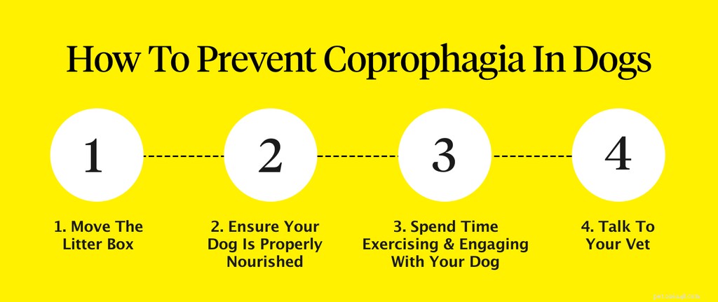 Why Do Dogs Eat Cat Feces? Causes, Risks, and Prevention