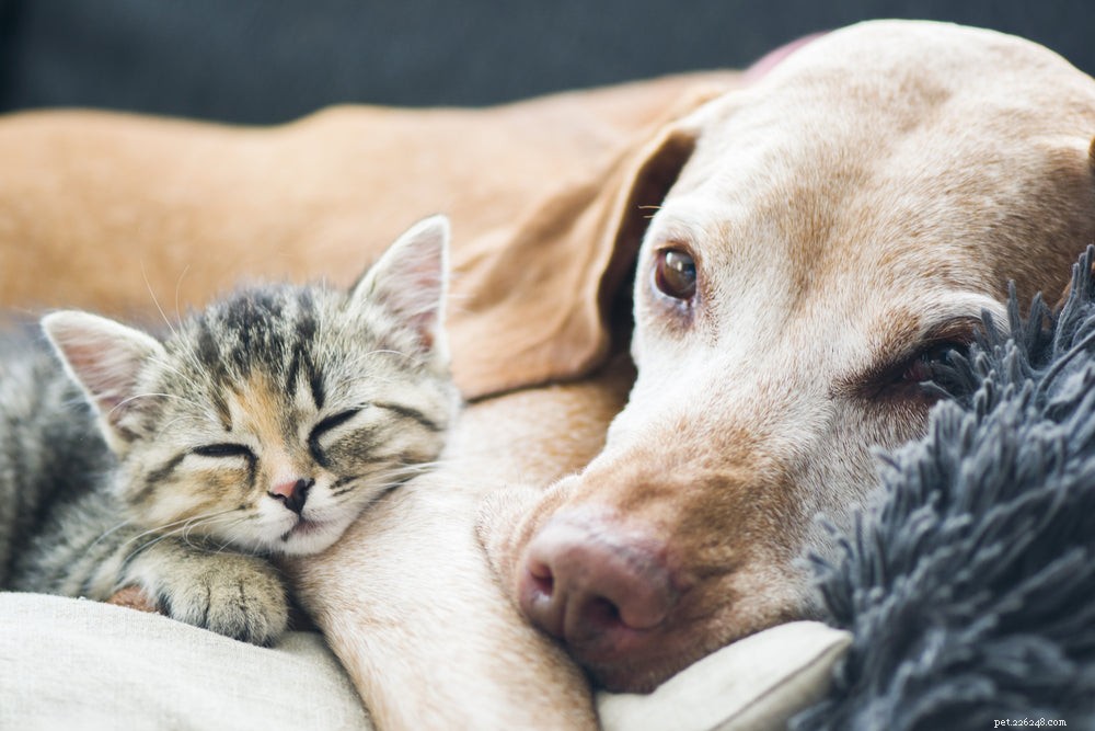 Why Do Dogs Eat Cat Feces? Causes, Risks, and Prevention