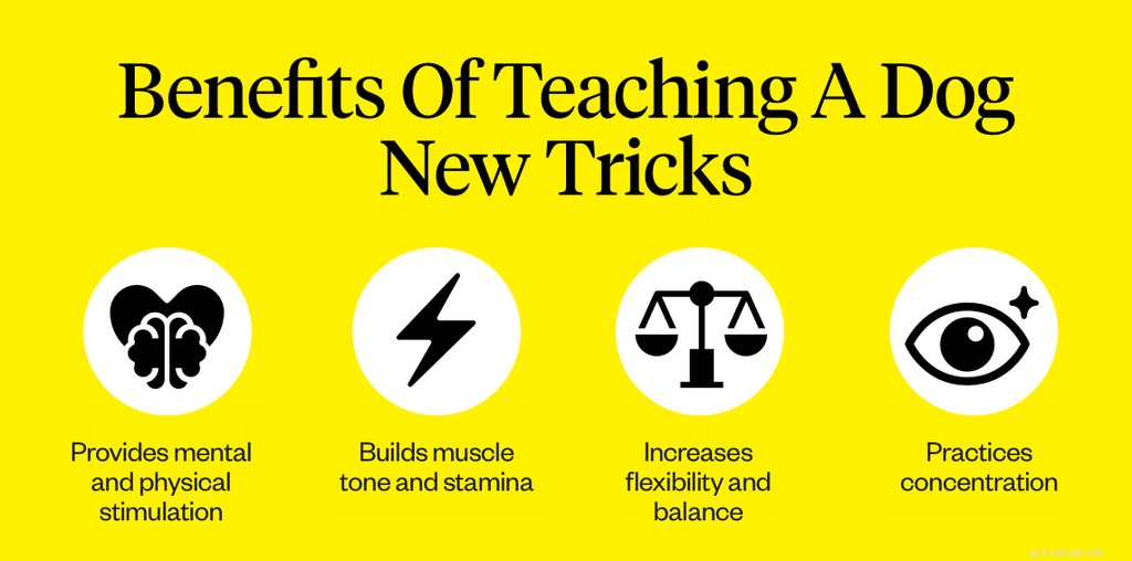 Teach Your Dog the Play-Dead Trick: A Step-by-Step Guide