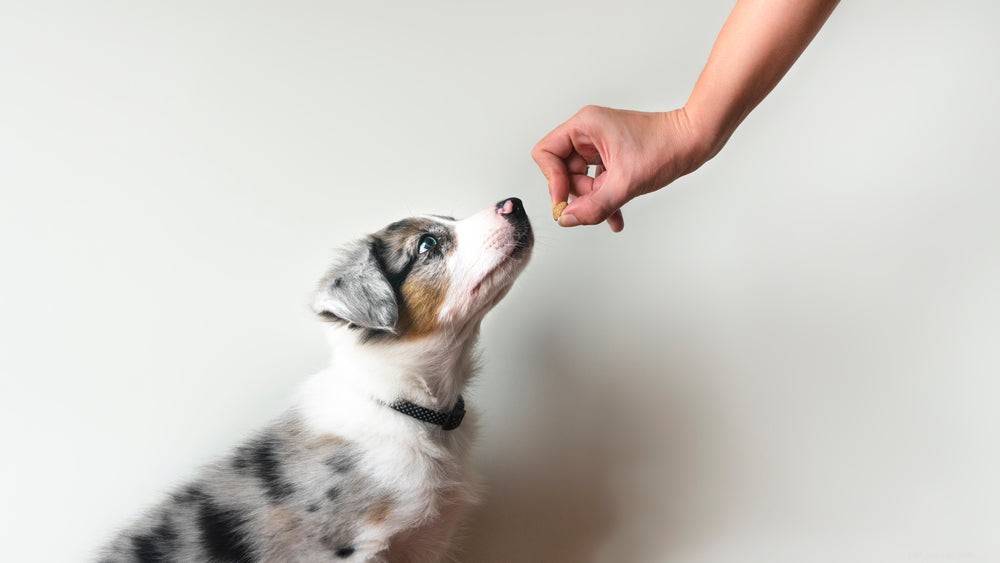 Teach Your Dog the Play-Dead Trick: A Step-by-Step Guide