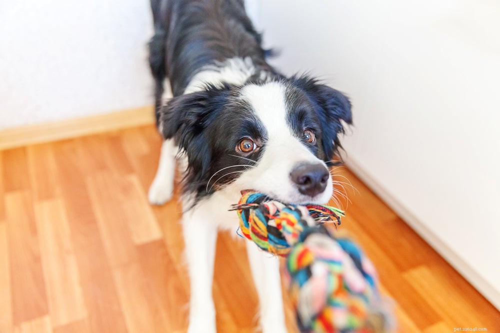 Prevent Dog Boredom: Engaging Exercises & Mental Stimulation