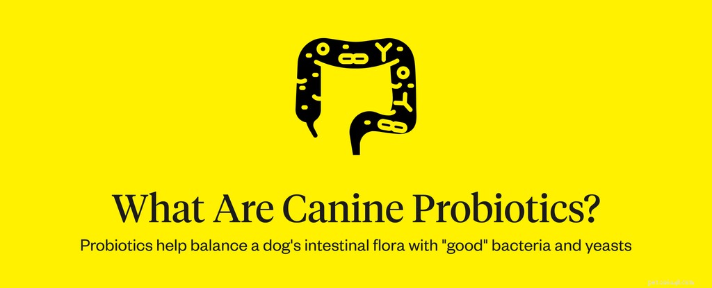 The Ultimate Guide to Canine Probiotics: Boost Your Dog’s Digestive Health
