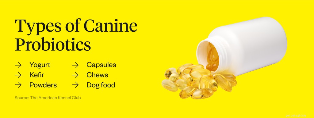 The Ultimate Guide to Canine Probiotics: Boost Your Dog’s Digestive Health