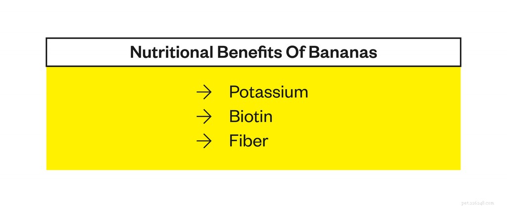 Are Bananas Safe for Dogs? A Vet‑Approved Guide