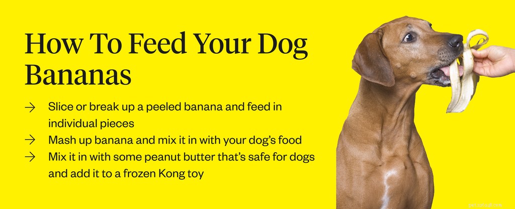 Are Bananas Safe for Dogs? A Vet‑Approved Guide