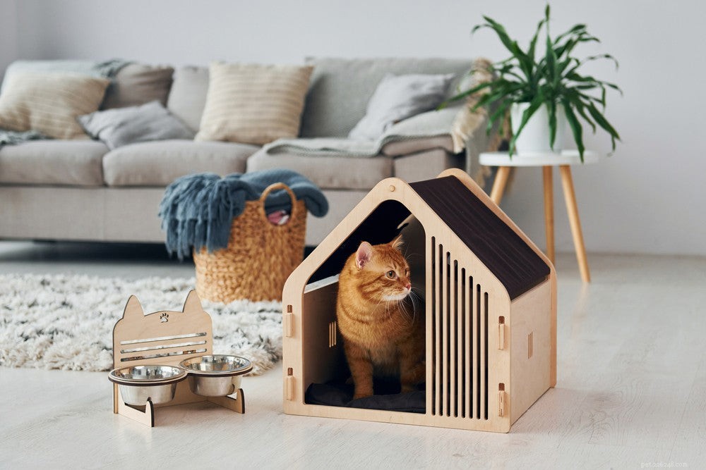 Seamless Cat Introductions: A Step-by-Step Guide for a Harmonious Home