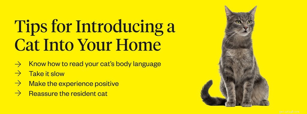 Seamless Cat Introductions: A Step-by-Step Guide for a Harmonious Home