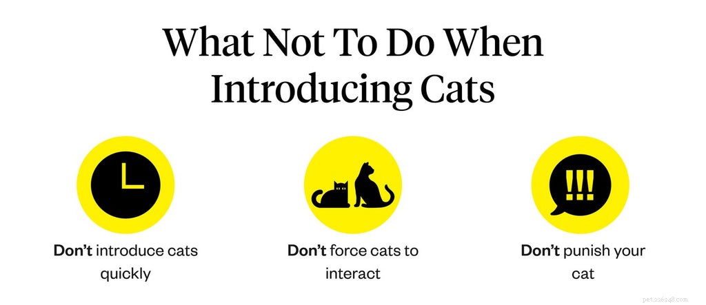 Seamless Cat Introductions: A Step-by-Step Guide for a Harmonious Home