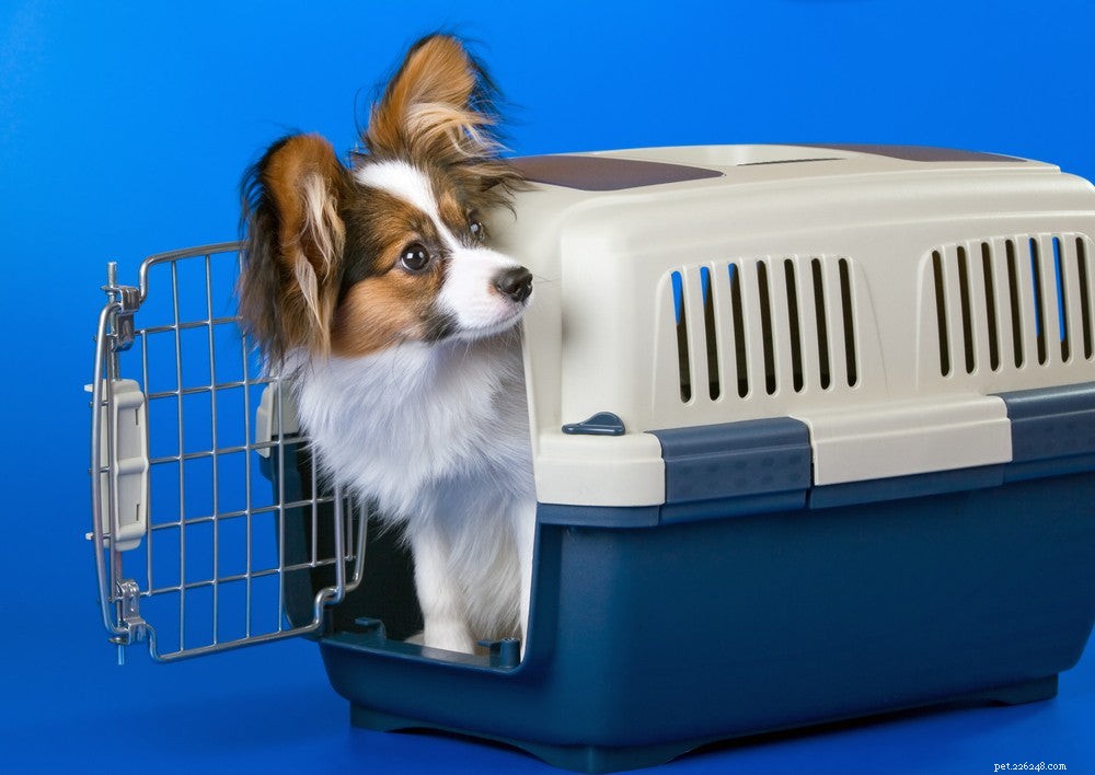Dog Crates: Choosing the Right Size & Training Tips for a Safe, Comfortable Home Space