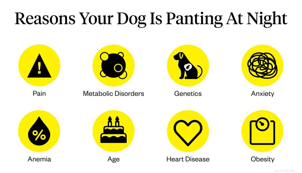 Understanding Your Dog’s Nighttime Panting: Causes, Symptoms, and Solutions