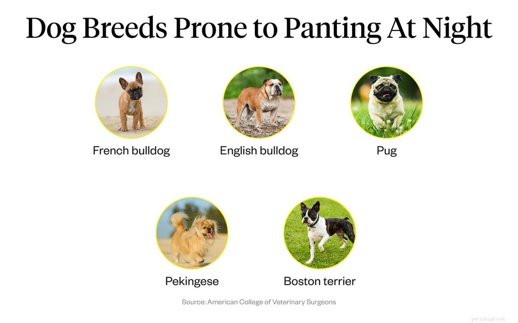 Understanding Your Dog’s Nighttime Panting: Causes, Symptoms, and Solutions