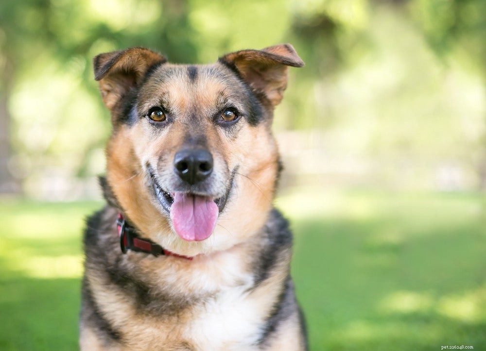 Understanding Your Dog’s Nighttime Panting: Causes, Symptoms, and Solutions