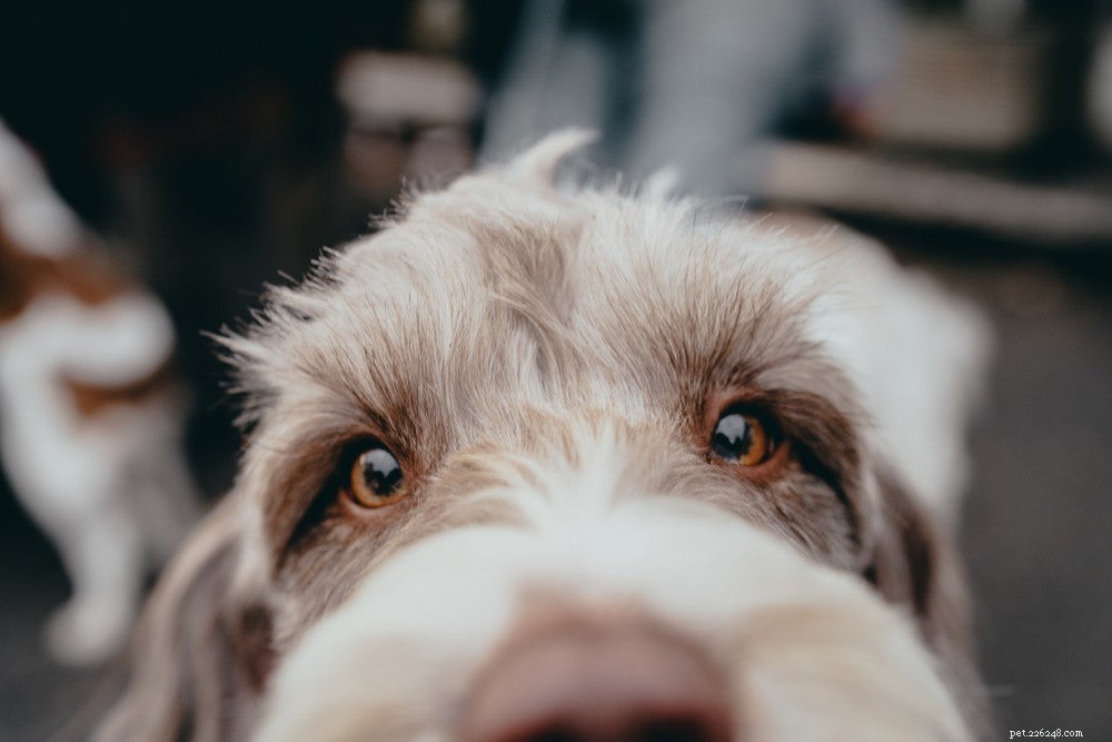 Why Are Dog Noses Wet? The Science Behind Your Pet’s Moist Nose