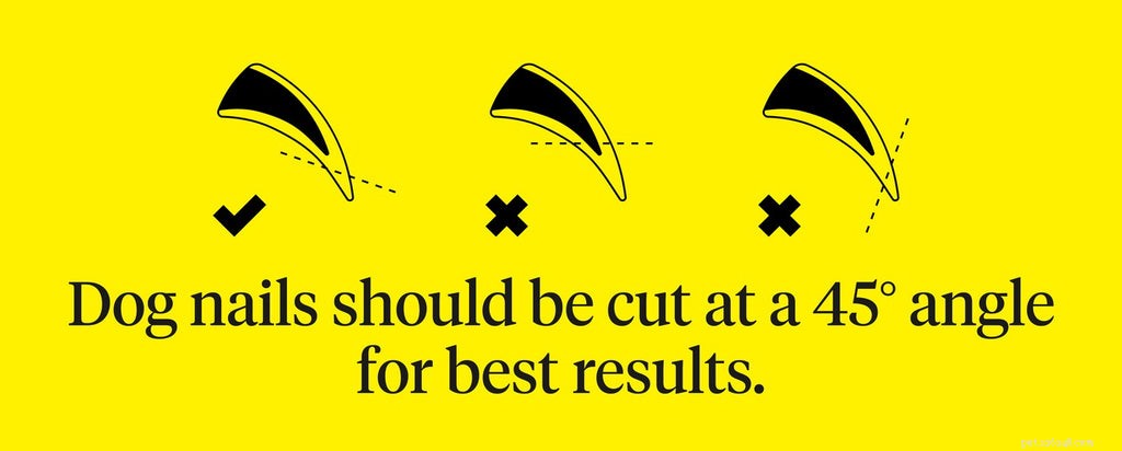 Safe & Simple Guide to Trimming Your Dog’s Nails at Home