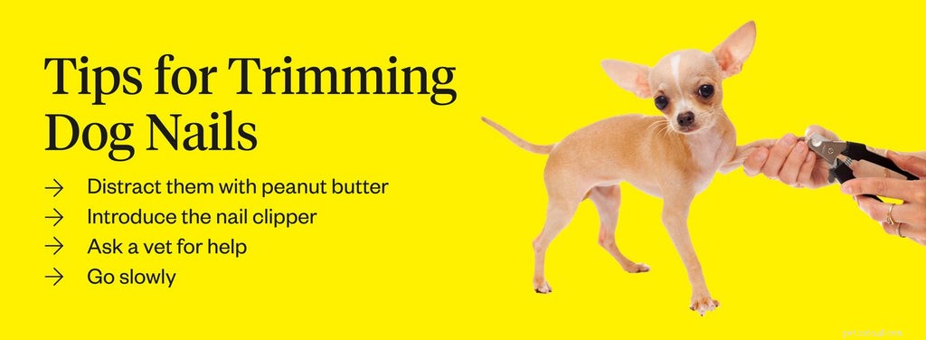 Safe & Simple Guide to Trimming Your Dog’s Nails at Home