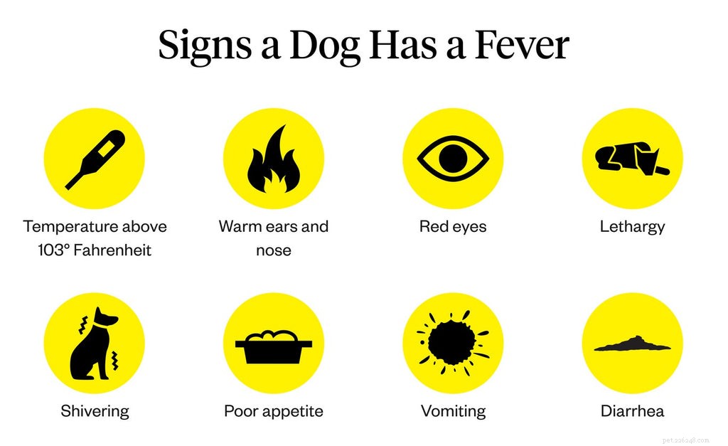 Dog Fever: Recognizing Causes and Effective Treatment Steps