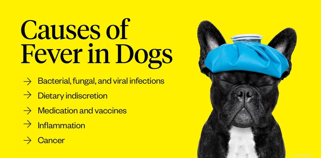 Dog Fever: Recognizing Causes and Effective Treatment Steps