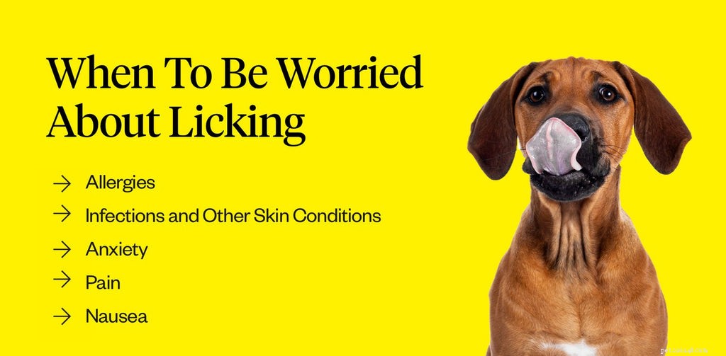 Understanding Why Dogs Lick You: Signs, Reasons, and What It Means