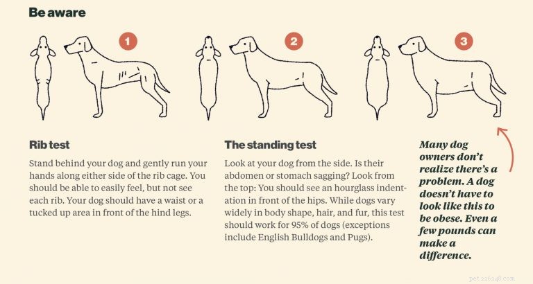 Dog Obesity: The Silent Health Crisis Threatening 56% of U.S. Pets