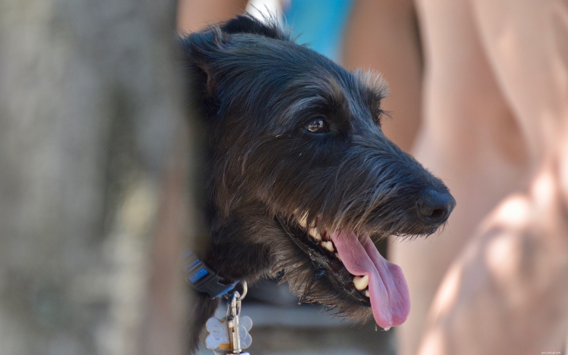 Preventing Heat Stroke in Dogs: Essential Tips for a Safer Summer