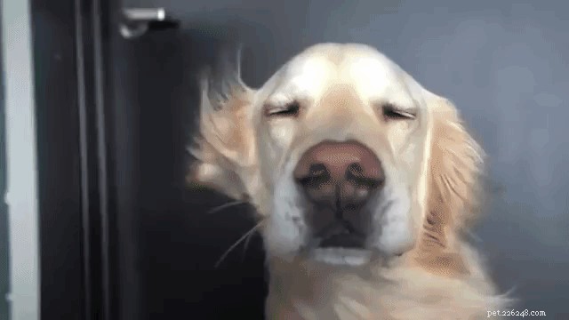 Preventing Heat Stroke in Dogs: Essential Tips for a Safer Summer