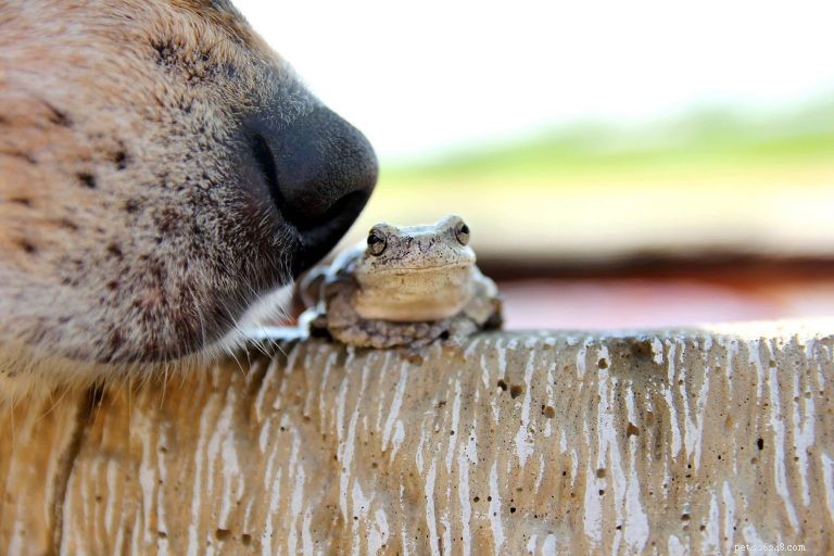 The Science of Your Dog s Nose: How It Works & Tips for Care
